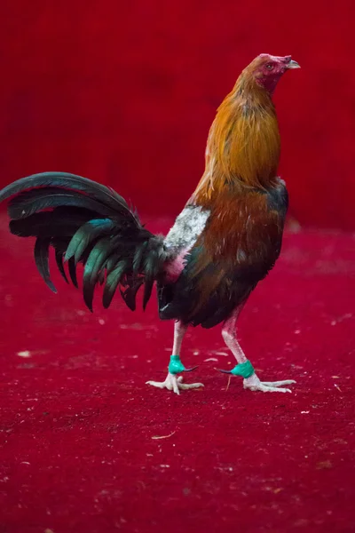 エクアドルの闘鶏。人気のあるスポーツと伝統. — ストック写真