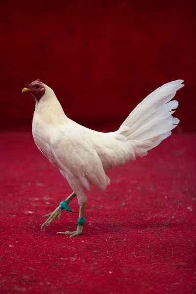 厄瓜多尔斗鸡。流行的运动和传统. — 图库照片