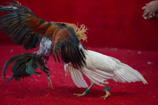 Cockfight en Equateur. Sport populaire et tradition . — Photo