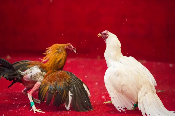 エクアドルの闘鶏。人気のあるスポーツと伝統. — ストック写真
