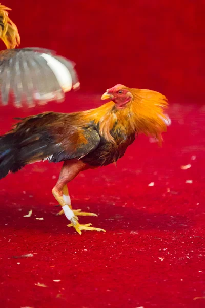 Cockfight en Equateur. Sport populaire et tradition . — Photo