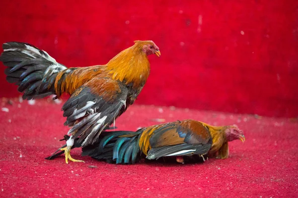 Pelea de gallos en Ecuador. Deporte popular y tradición . —  Fotos de Stock