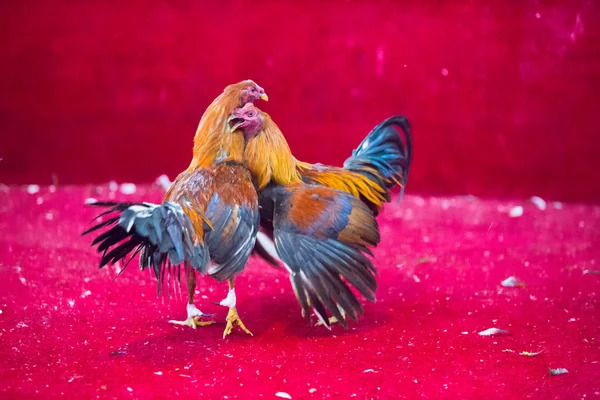 Cockfight en Equateur. Sport populaire et tradition . — Photo