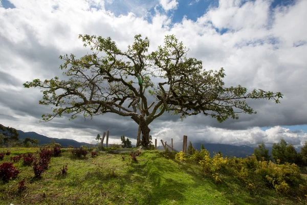 El Lechero, święte drzewo Otavalo — Zdjęcie stockowe