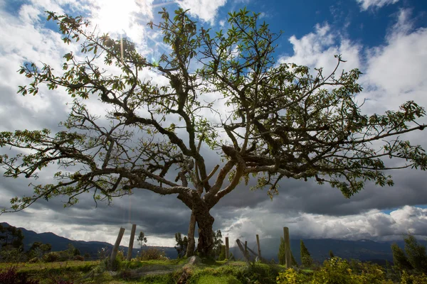 El Lechero, święte drzewo Otavalo — Zdjęcie stockowe