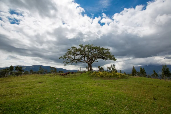 El Lechero, el árbol sagrado de Otavalo — Foto de Stock