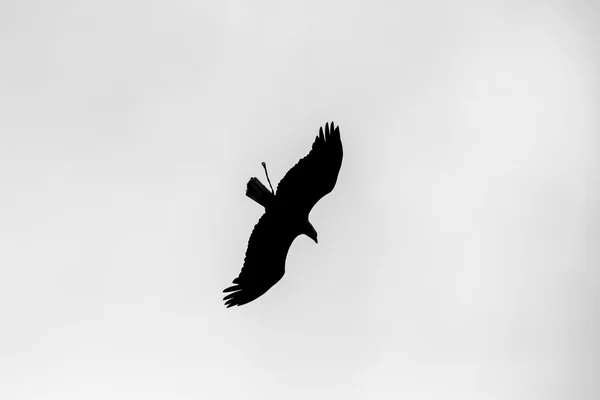 Águia calva americana voando Equador — Fotografia de Stock