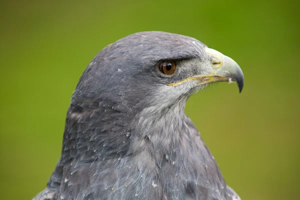 Testa di aquila calva americana con sfondo verde — Foto Stock