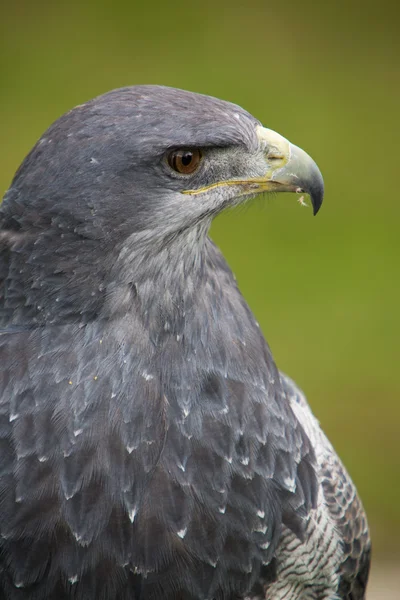 Testa di aquila calva americana con sfondo verde — Foto Stock