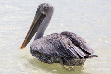 Pelikan balıkçılık, Puerto Ayora. Galapagos Adaları