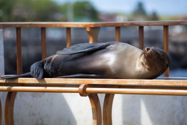 Uyuyan deniz aslanı bir bankta, Galapagos Adaları
