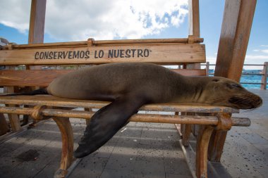 Uyuyan deniz aslanı bir bankta, Galapagos Adaları