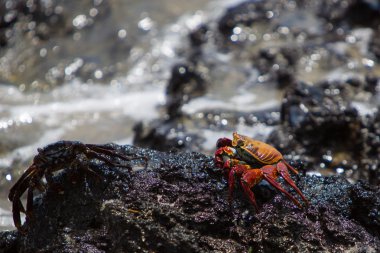 Sally Lightfoot yengeç veya kırmızı Rock Yengeç, Galapagos Adaları
