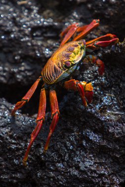 Sally Lightfoot yengeç veya kırmızı Rock Yengeç, Galapagos Adaları