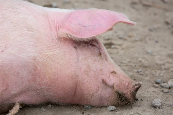 Pink pig wallowing in the mud — Stock Photo, Image