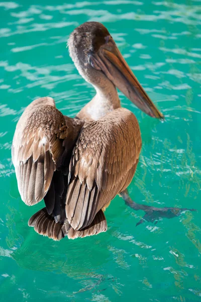 Pesca pelicana, Puerto Ayora. Ilhas Galápagos — Fotografia de Stock
