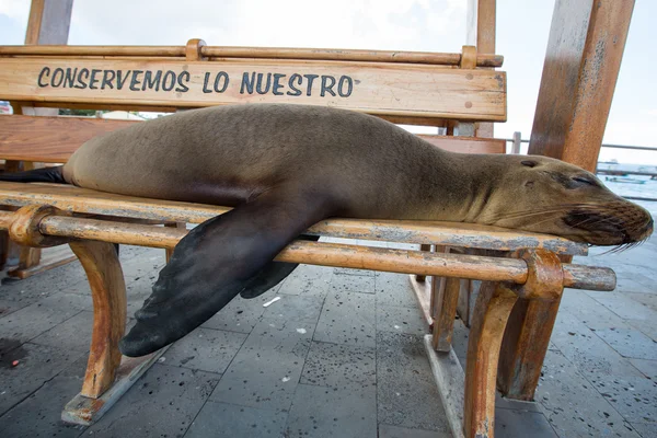 León marino dormido en un banco, Islas Galápagos —  Fotos de Stock
