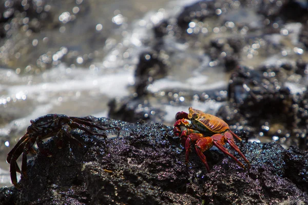 Sally Lightfoot krabba eller Red Rock Crab, Galapagosöarna — Stockfoto