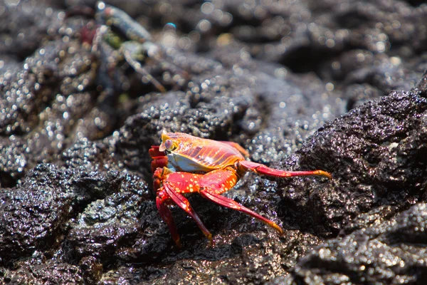Crabe léger de Sally ou crabe rouge de rocher, îles Galapagos — Photo