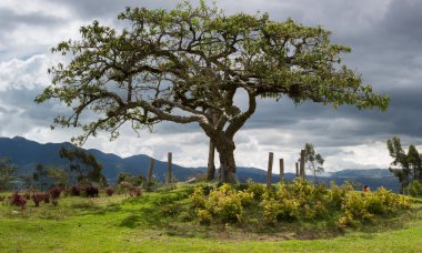 El Lechero, the sacred tree of Otavalo clipart