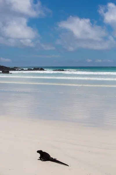 Galapagos Adaları'nda deniz Iguana — Stok fotoğraf