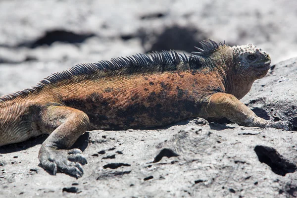 Leguán mořský v Galapágy — Stock fotografie