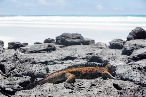 Mariene leguaan in de Galapagos-eilanden — Stockfoto