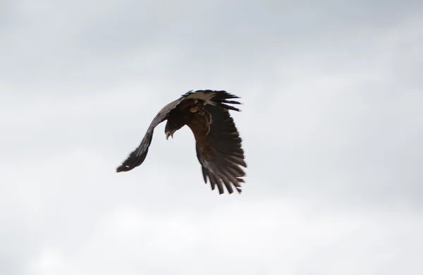 Amerikanischer Weißkopfseeadler fliegt in otavalo, ecuador — Stockfoto