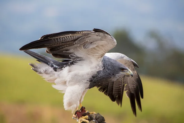 American Bald Eagle landing in Otavalo, Ecuador — Stock Photo, Image