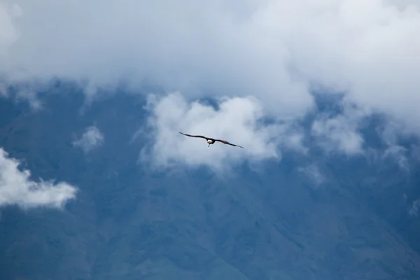 Американський білоголовий орлан, пролетівши по місту Otavalo, Еквадор — стокове фото