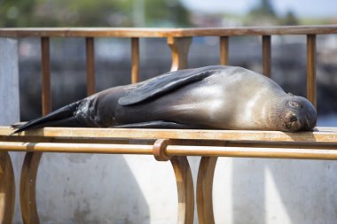 Uyuyan deniz aslanı bir bankta, Galapagos Adaları