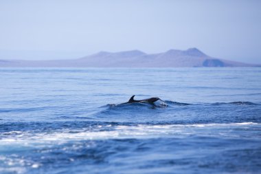Dolphin swimming in the blue Pacific ocean, Galapagos