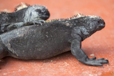 Galapagos Adaları'nda deniz Iguanas