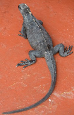 Galapagos Adaları'nda deniz Iguanas