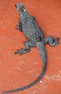 Marine iguanas in Galapagos islands clipart
