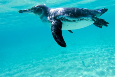 Galapagos penguin swimming underwater. Galagapos, Ecuador clipart