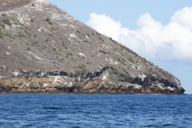 Galapagos.Ecuador yaşadığı ada