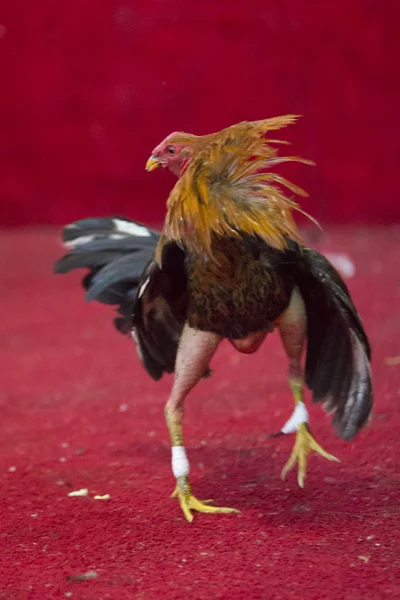 Cockfight en Equateur. Sport populaire et tradition . — Photo