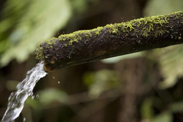 Źródła wody z zardzewiałych rury w lesie — Zdjęcie stockowe