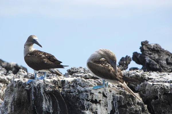 Blå-footed boobies, Galagapos öarna, Ecuador — Stockfoto