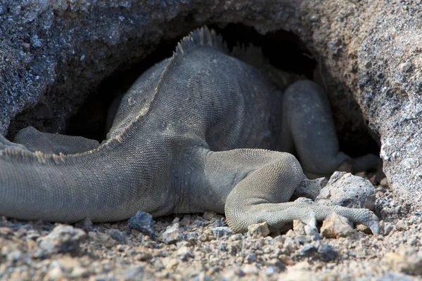 Nido di Iguana, Isole Galapagos, Ecuador — Foto Stock