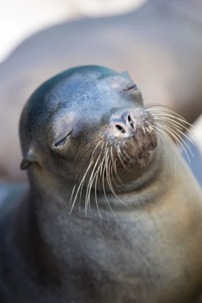 Leão marinho marrom nas Ilhas Galápagos, Equador — Fotografia de Stock