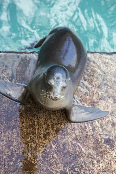 ガラパゴス諸島は、エクアドルの茶色の海のライオン — ストック写真