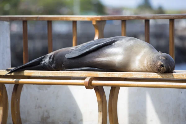 Leão do Mar Adormecido em um banco, Ilhas Galápagos — Fotografia de Stock