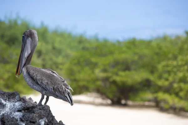 Pelicano marrom com fundo verde, Galápagos, Equador . — Fotografia de Stock