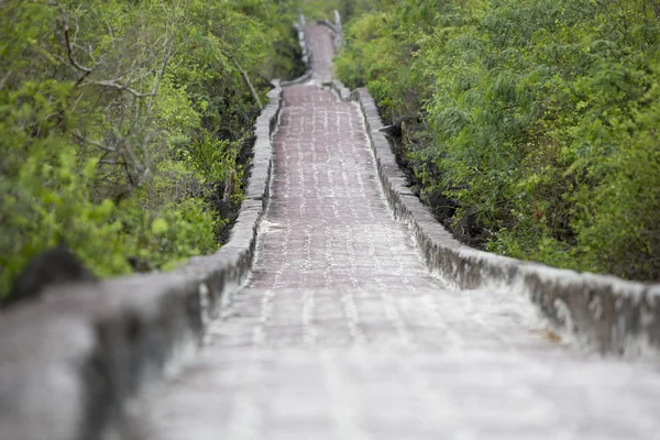 Rustic cobblestone path, access to Tortuga Beach, Galapagos. — Stockfoto