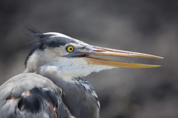 Great blue heron with its neck pulled in, Galapagos — Φωτογραφία Αρχείου