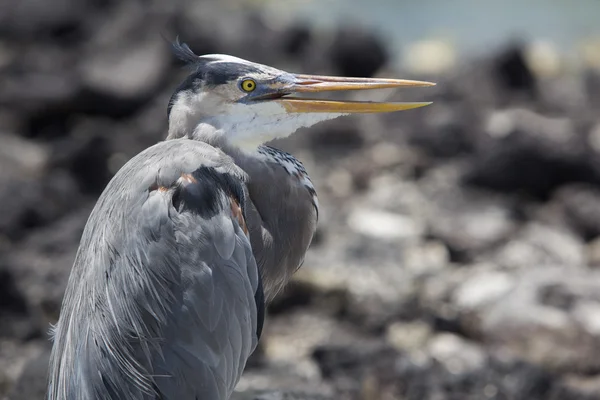 Great blue heron with its neck pulled in, Galapagos — Stockfoto