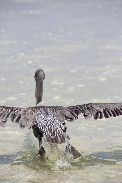 Pelican fishing, Puerto Ayora. Galapagos Islands — Stock Photo, Image