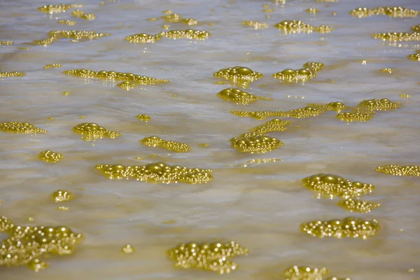 Yellow gold foam in ocean, Galapagos, Ecuador — Stockfoto